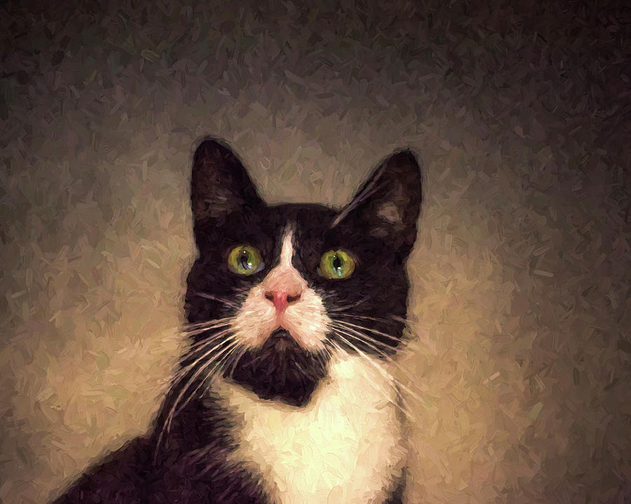 Tuxedo Cat Painterly Black and White Pink Nose Photograph by Toby McGuire