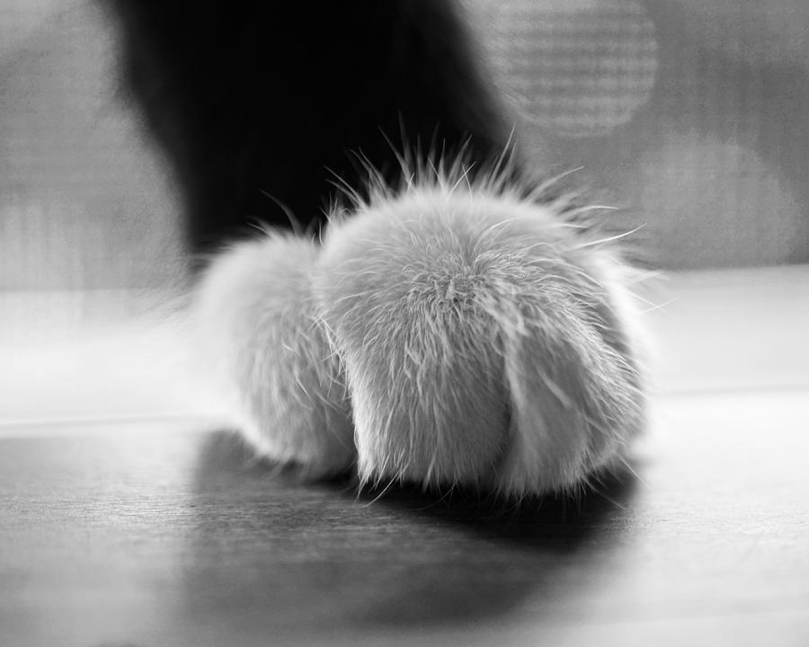 Tuxedo cat paw black and white Photograph by Toby McGuire
