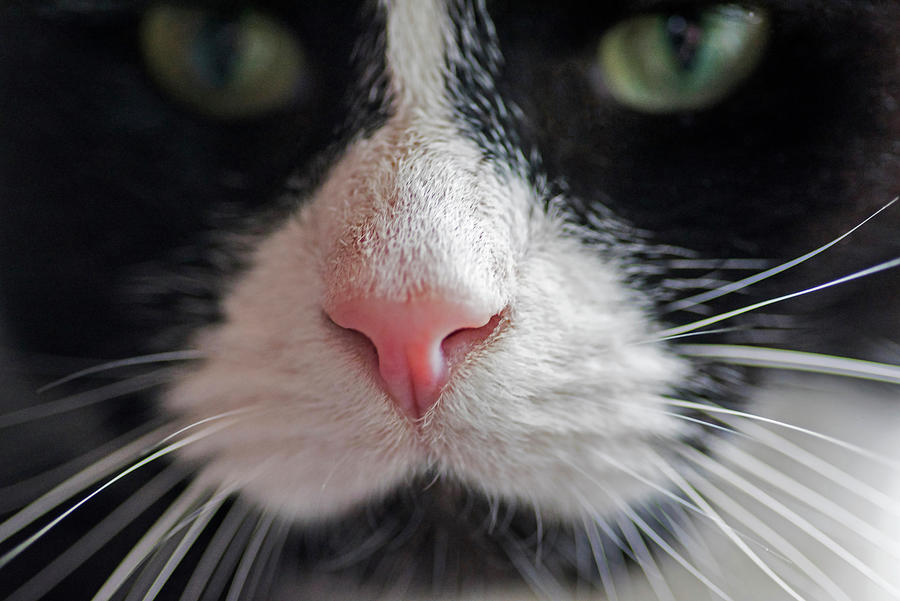 Tuxedo Cat Whiskers and Pink Nose Photograph by Toby McGuire