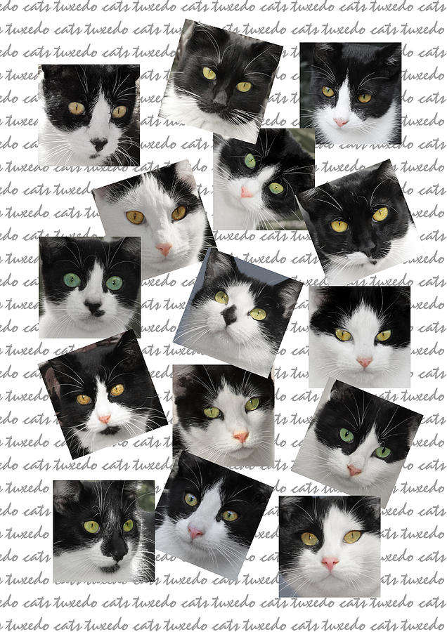 Tuxedo Cat Photos for Sale - Fine Art America