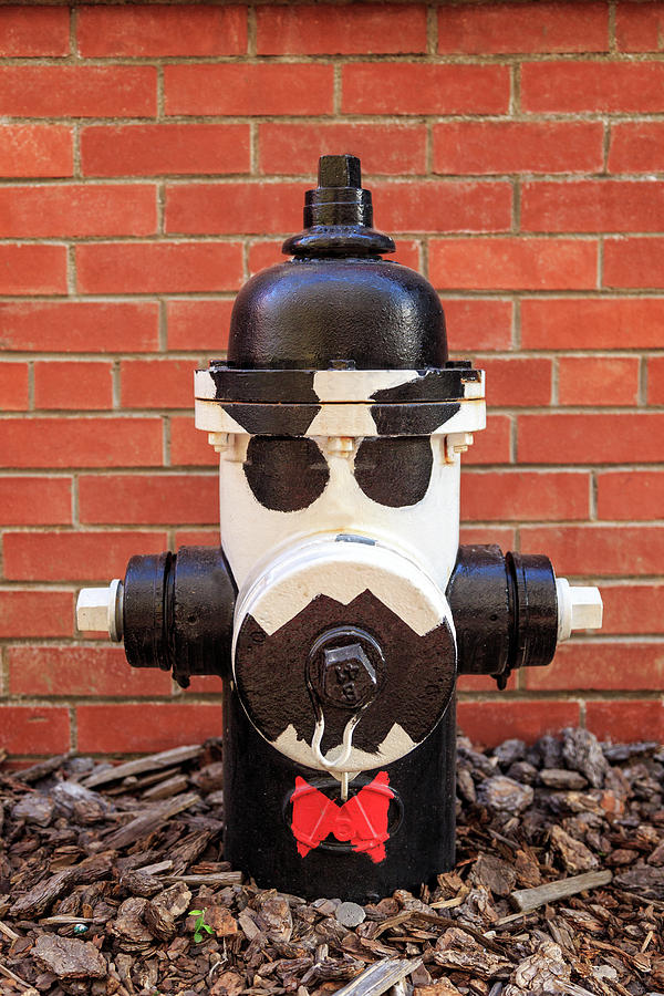 Black And White Photograph - Tuxedo Hydrant by James Eddy
