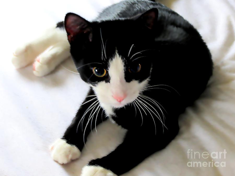 Cat Photograph - Tuxedo Kitten by Bonnie J Thompson