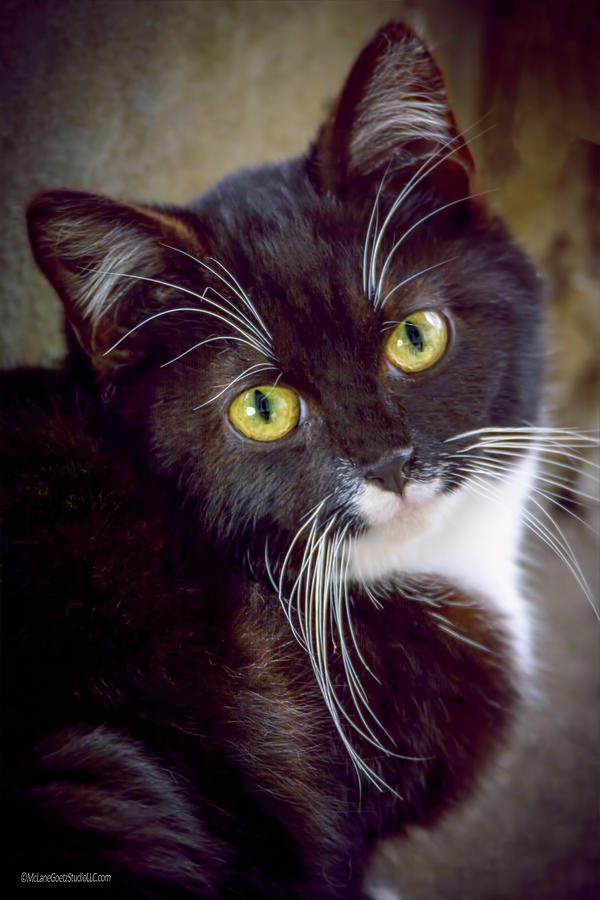 Tuxedo Kitten Photograph by LeeAnn McLaneGoetz McLaneGoetzStudioLLCcom