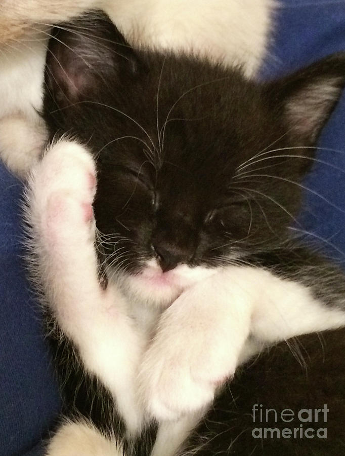 Tuxedo Kitten Snoozing Photograph by Cindy Schneider