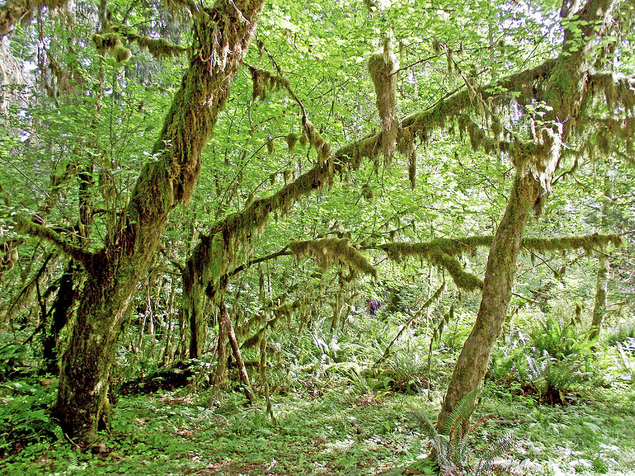 Twelve Feet of Rainfall in Hoh Rain Forest in Olympic National Park ...