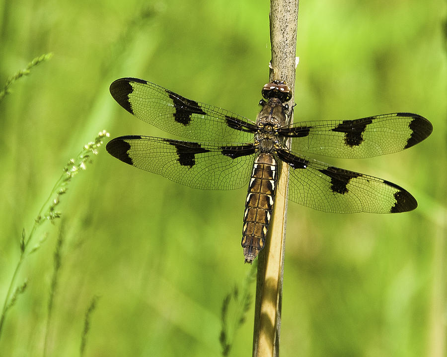 Twelve-spotted Skimmer - Female Photograph by Neil Doren