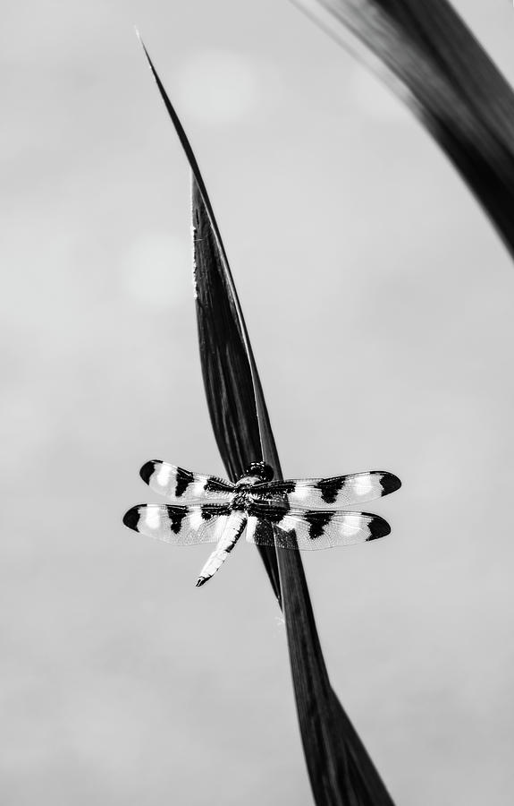 Twelve-Spotted Skimmer Dragonfly black and white Photograph by Tracy Winter