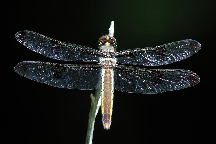 Twelve-spotted Skimmer Dragonfly - female Photograph by Doris Potter