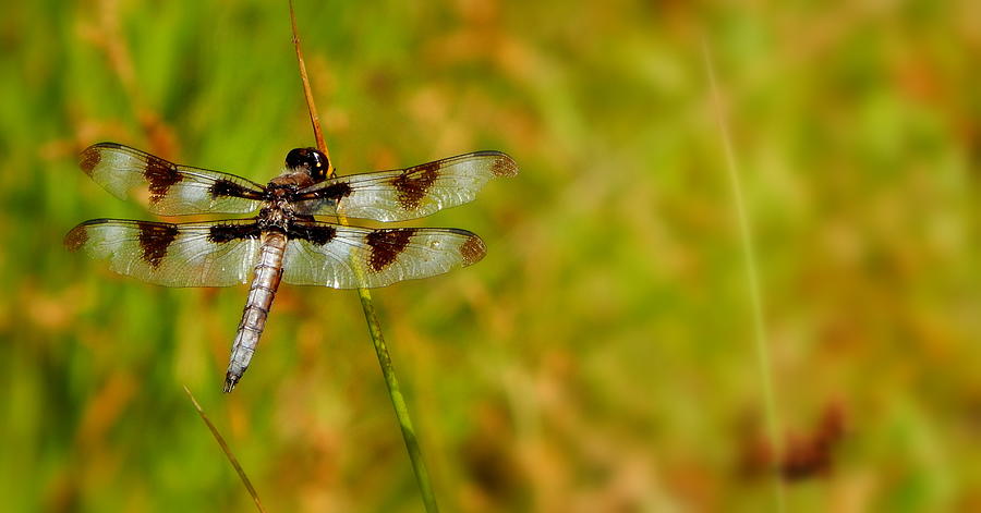 Insects Photograph - Twelve- spotted Skimmer by Karen Cook