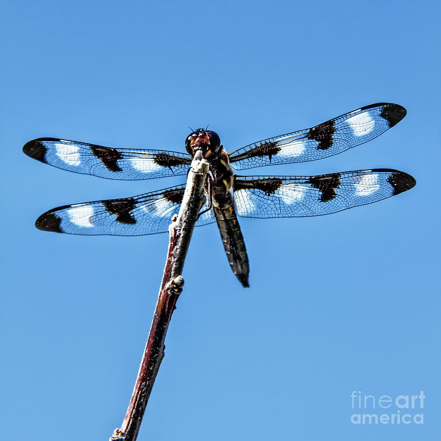 Twelve-Spotted Skimmer Photograph by Robert Bales