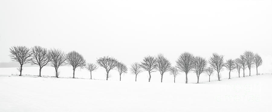 Twenty Trees Photograph by Richard Burdon