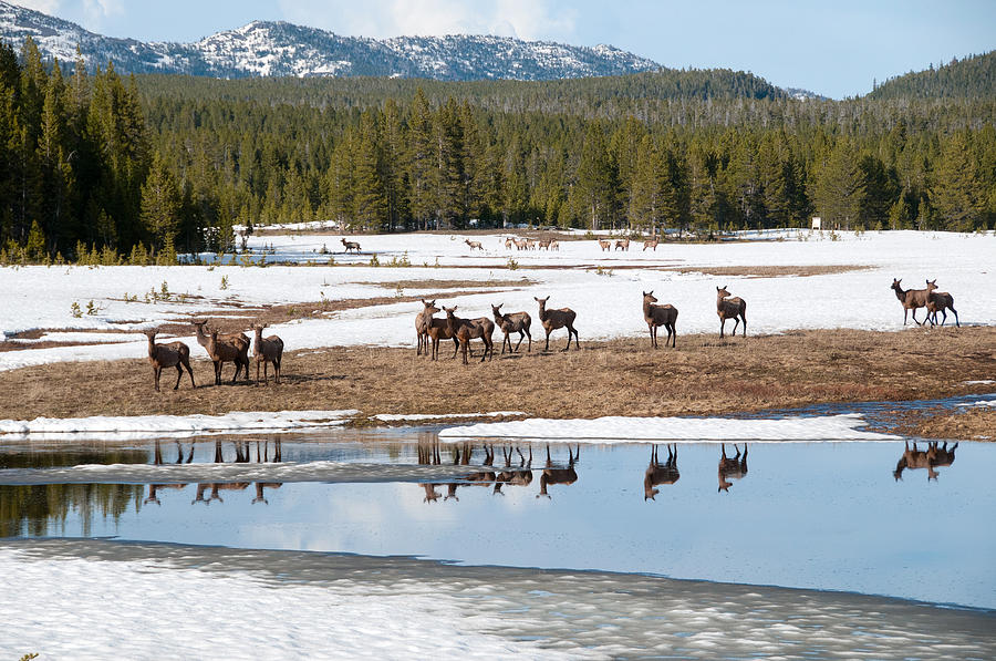 Twice the Elk Photograph by Steve Stuller