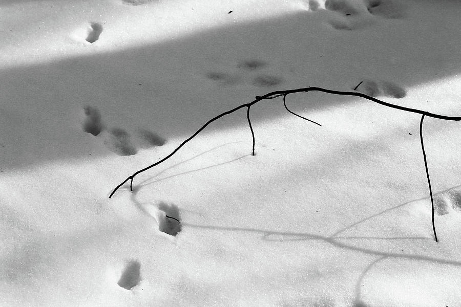 Twig and Tracks Photograph by Mary Bedy