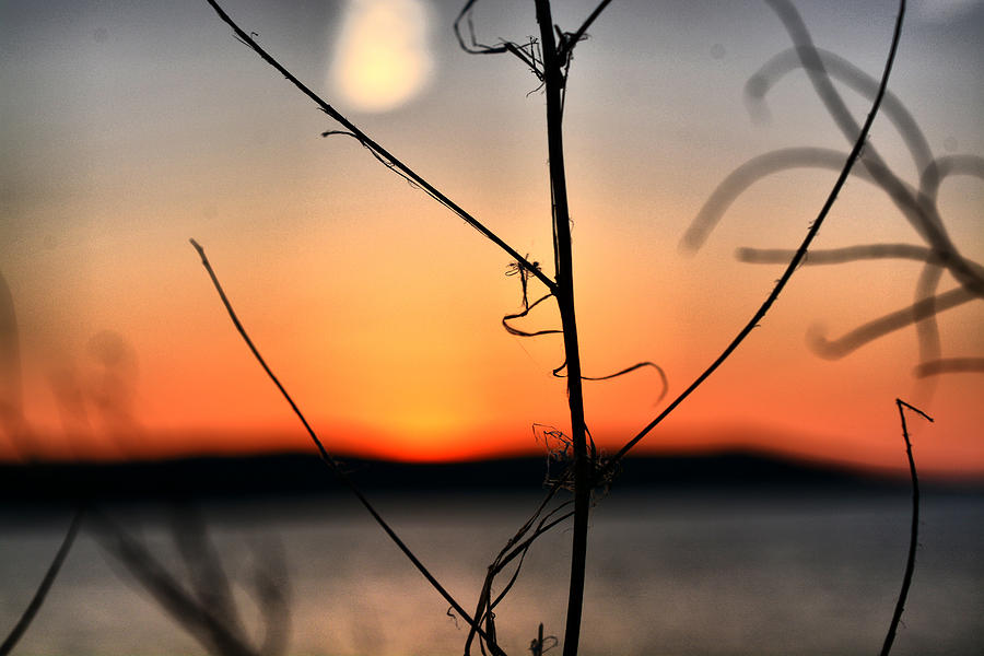 Nature Photograph - Twig at sunset. by Andy Wisdom