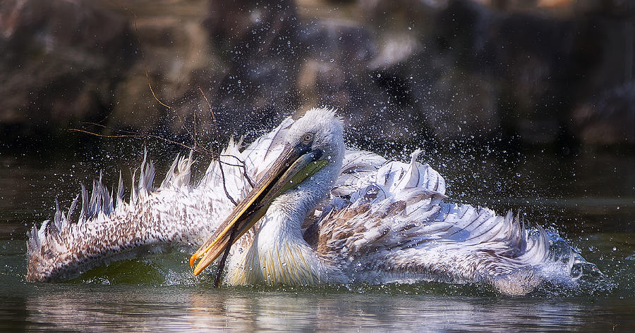 Pelican Photograph - Twig by C.s.tjandra