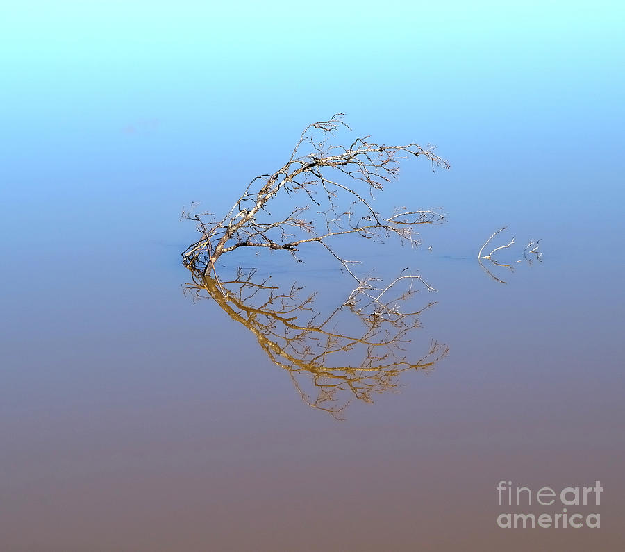 Twig in water Photograph by Esko Lindell