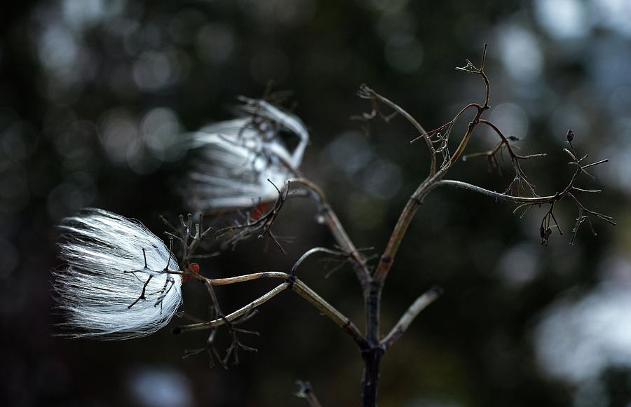 Twigs And Seed Pods  Photograph by Lyle Crump