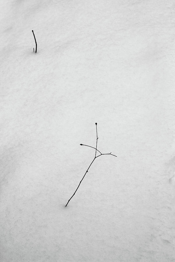 Twigs and Snow 10 Photograph by Mary Bedy
