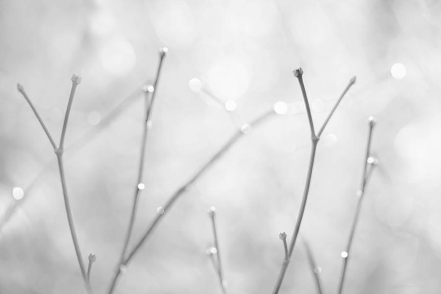 Twigs Gray Photograph by Jennie Marie Schell