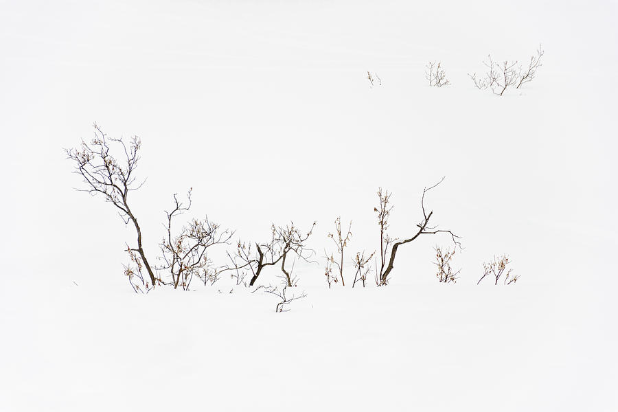 Twigs in Snow Photograph by Bryan Carter