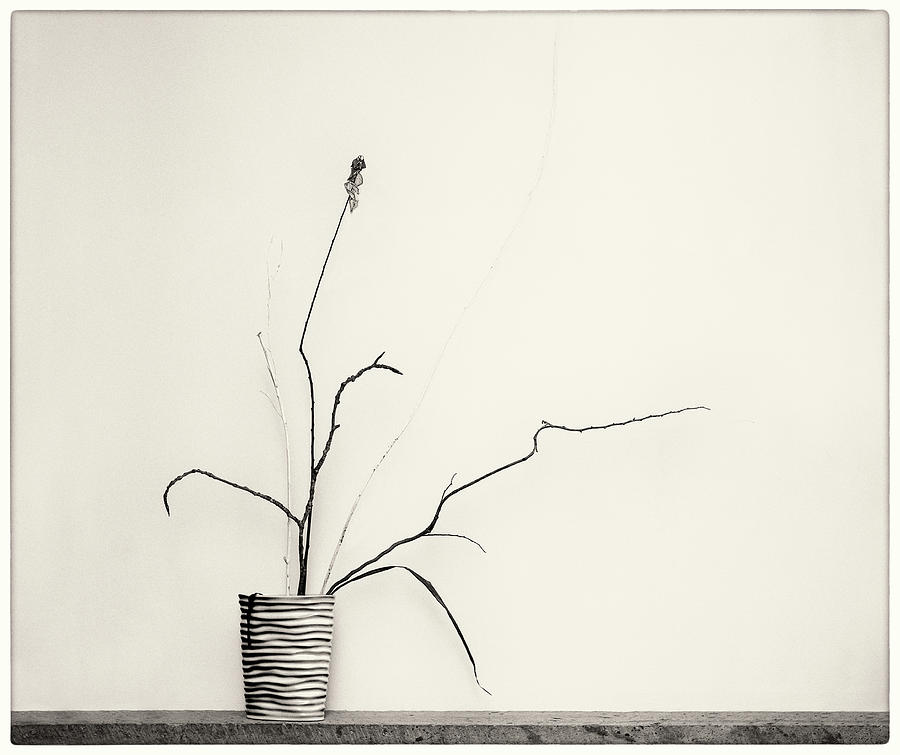 Twigs in vase 2 Photograph by Peter V Quenter