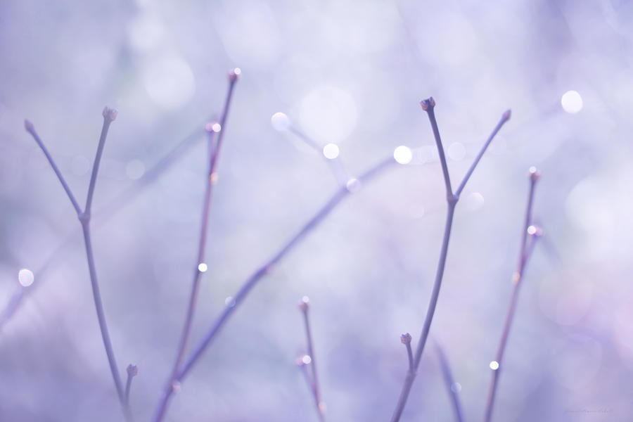 Twigs Lavender Photograph by Jennie Marie Schell
