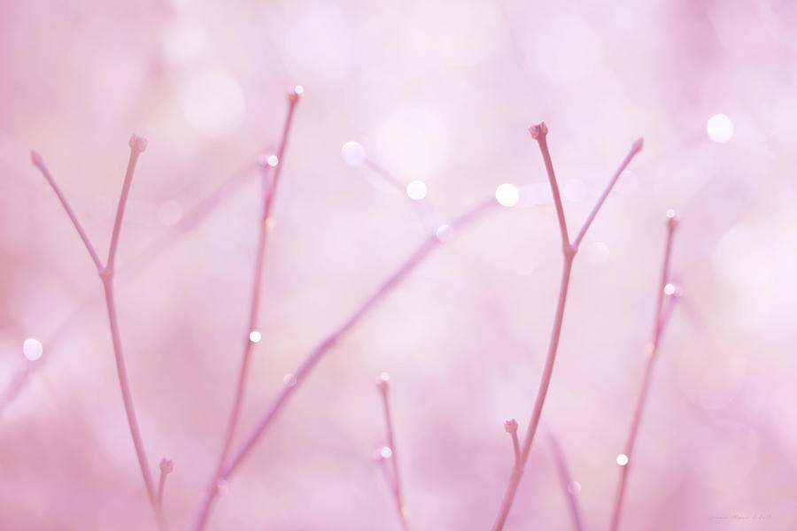 Twigs Pink Photograph by Jennie Marie Schell