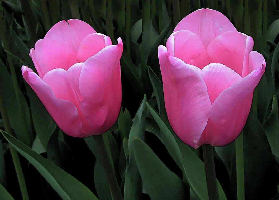 Twiin Tulips Photograph by Vijay Sharon Govender