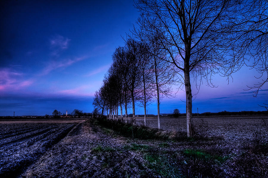 Twilight and trees Photograph by Roberto Pagani