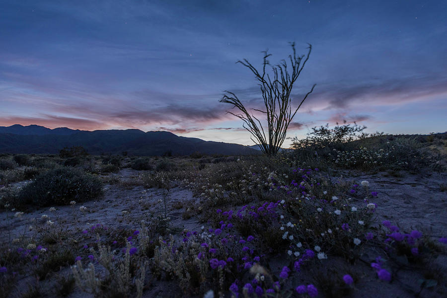 Twilight Begins in the Desert Photograph by Scott Cunningham