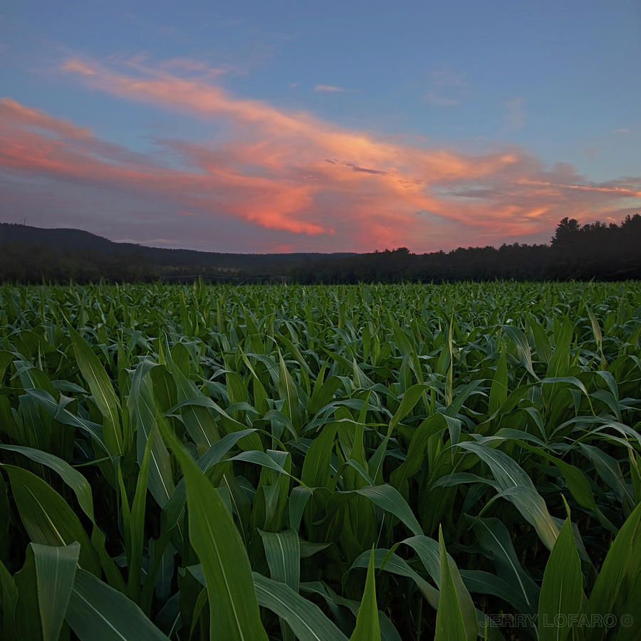 Landscape Photograph - Twilight cornfield by Jerry LoFaro