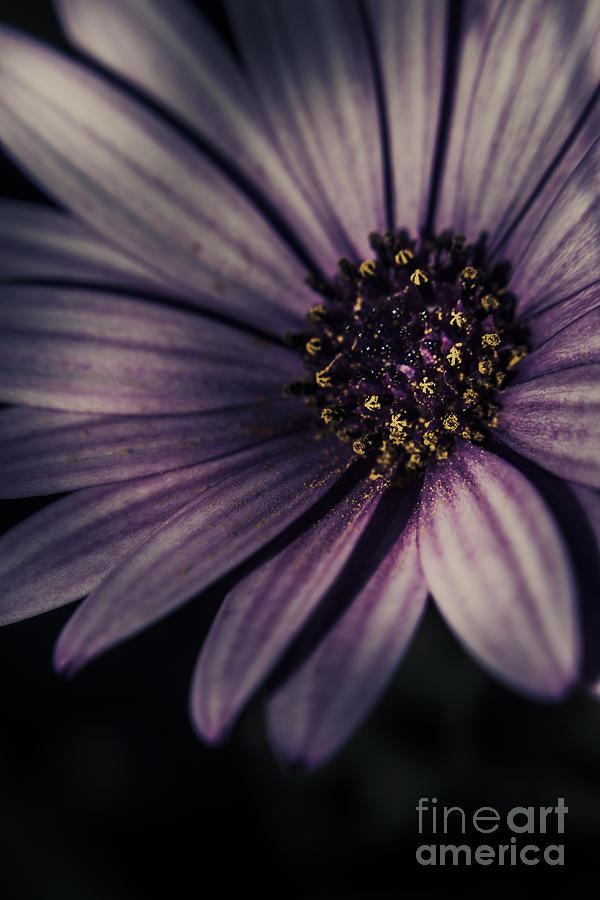 Twilight daisy Photograph by Jorgo Photography