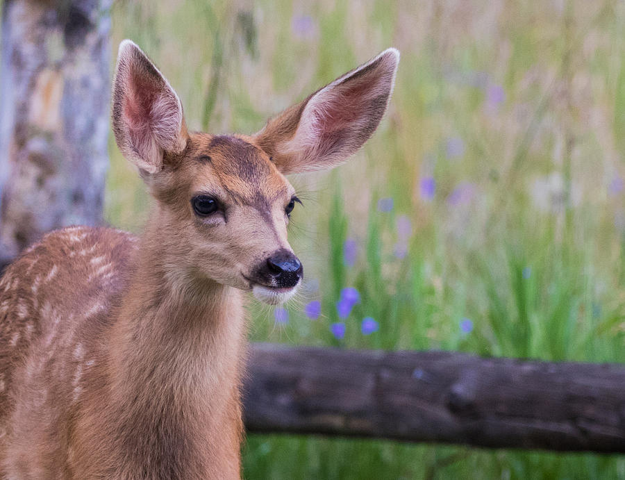 Twilight Fawn #1 Photograph by Mindy Musick King
