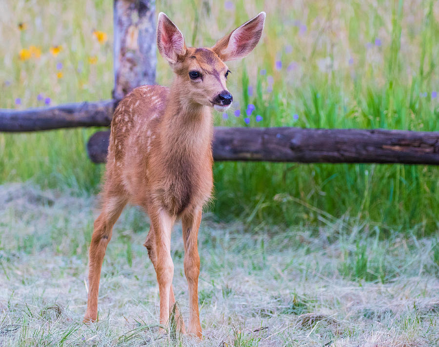 Twilight Fawn #2 Photograph by Mindy Musick King