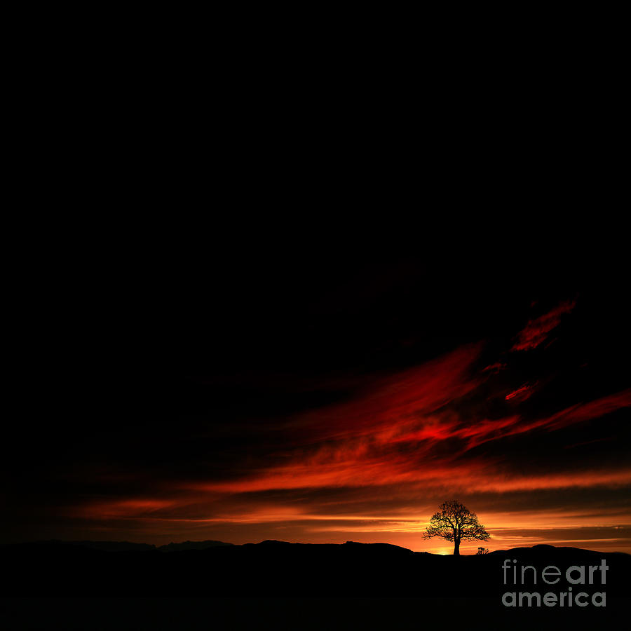 Tree Photograph - Twilight glow by Paul Davenport