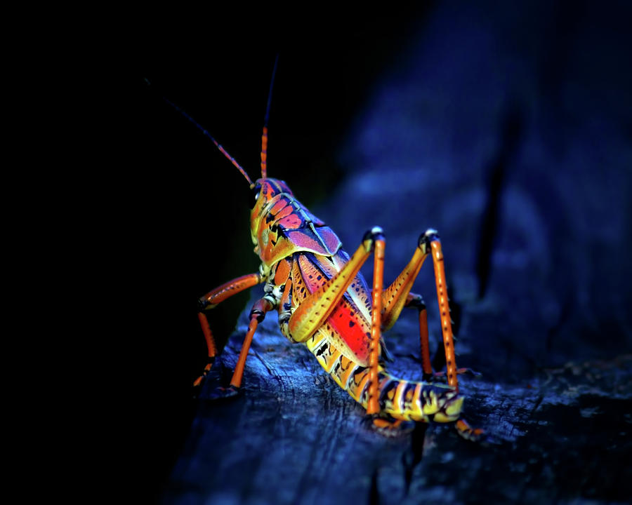 Twilight Grasshopper Photograph by Mark Andrew Thomas