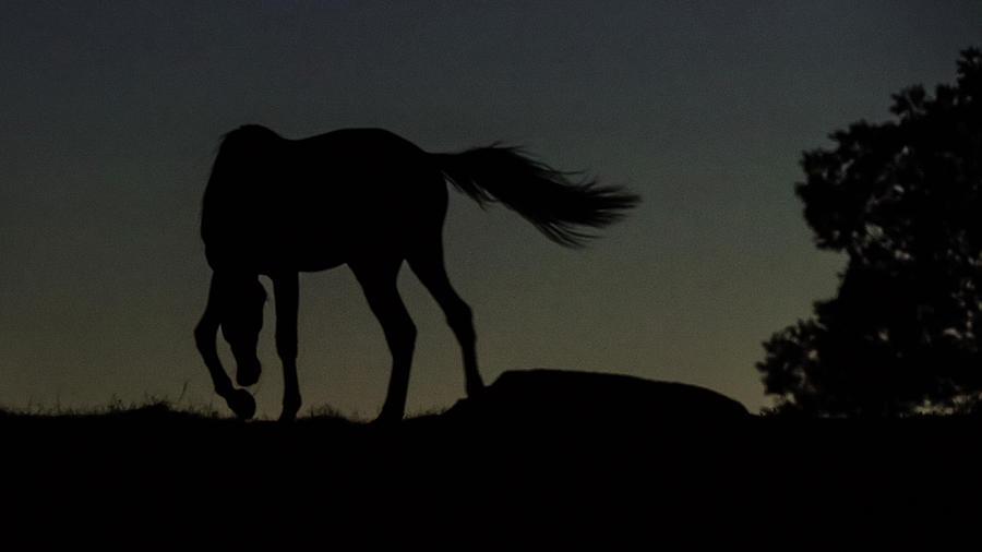 Twilight horse Photograph by Torbjorn Swenelius