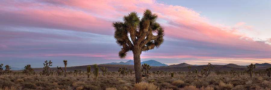 Twilight in the Desert Photograph by Matt Hammerstein