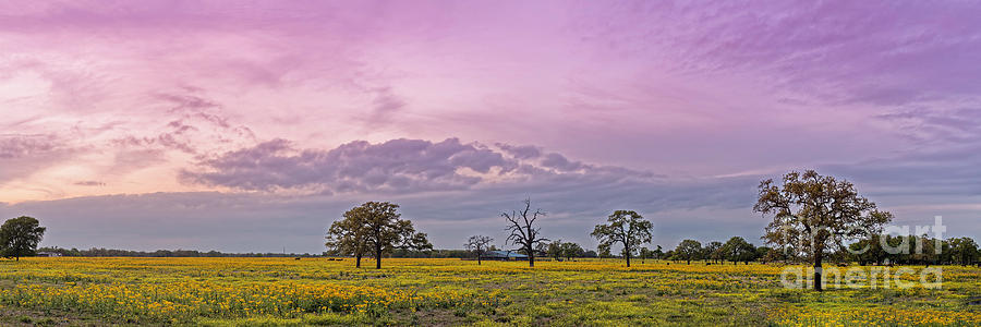 Twilight Light Over a  Field of Groundsel Wildflowers and Oaks near Giddings - Lee County Texas Photograph by Silvio Ligutti