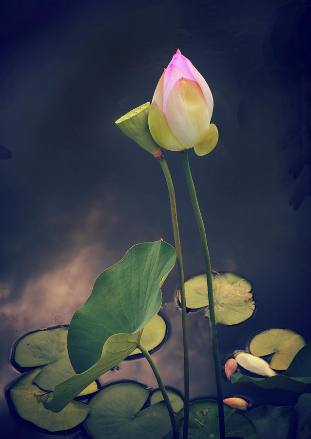 Flower Photograph - Twilight Lotus Pond by Jessica Jenney