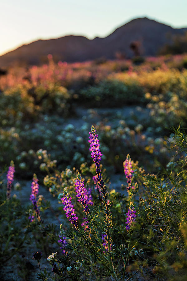 Twilight Lupine Photograph by Laura Roberts