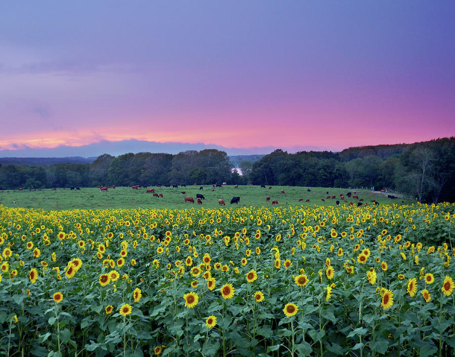 Twilight On Cows And Sunflowers Photograph by Garrett Sheehan