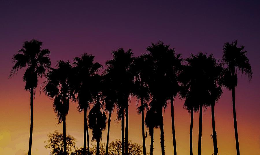 Twilight Palms Photograph by Robert Wilder Jr
