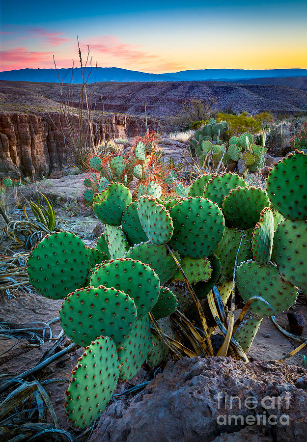 Twilight Prickly Pear Photograph by Inge Johnsson