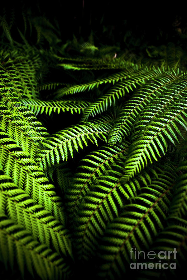 Twilight rainforest fern  Photograph by Jorgo Photography