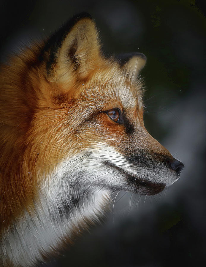 Twilight Red Fox Photograph by Athena Mckinzie