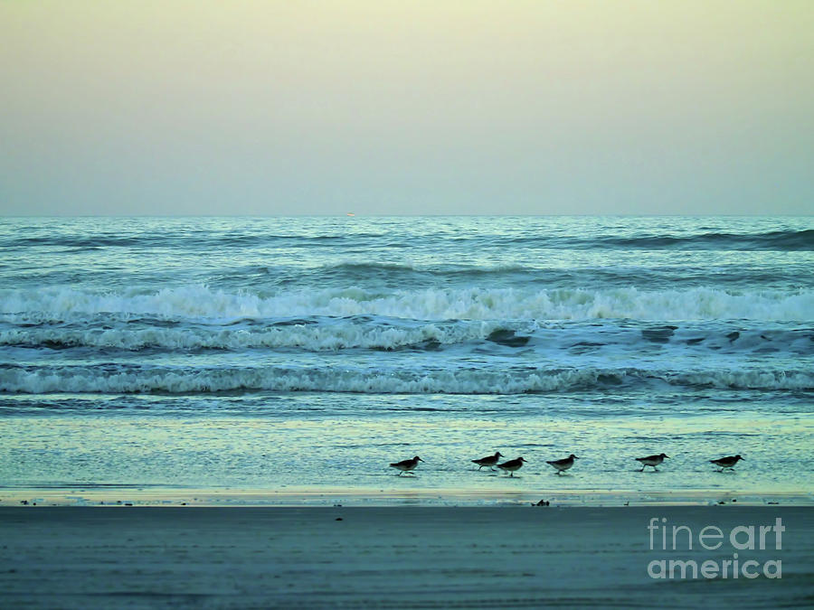 Twilight Sandpipers Photograph by D Hackett