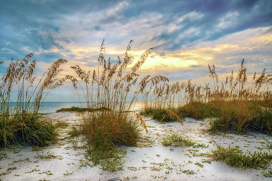 Twilight Sea Oats Photograph by Steven Sparks