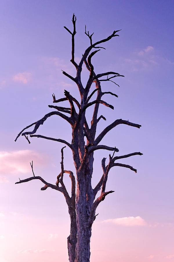 Twilight Tree Photograph by Nicholas Blackwell