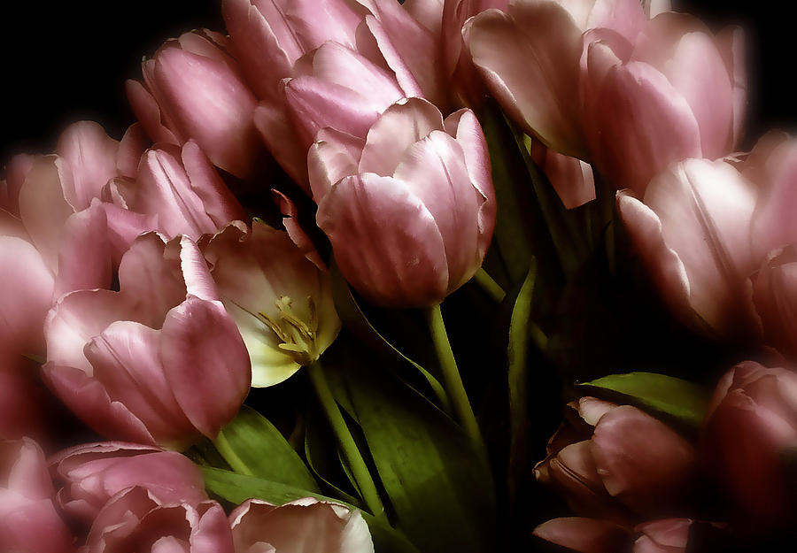 Twilight Tulips Photograph by Jessica Jenney